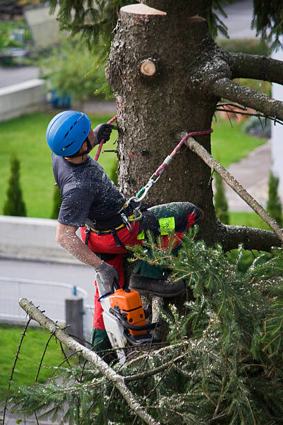 Best Tree Maintenance Programs  in Tequesta, FL